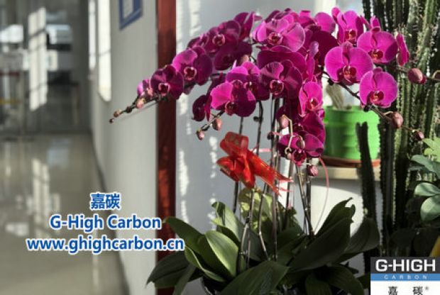 蝴蝶蘭綻活力，政企情暖新春