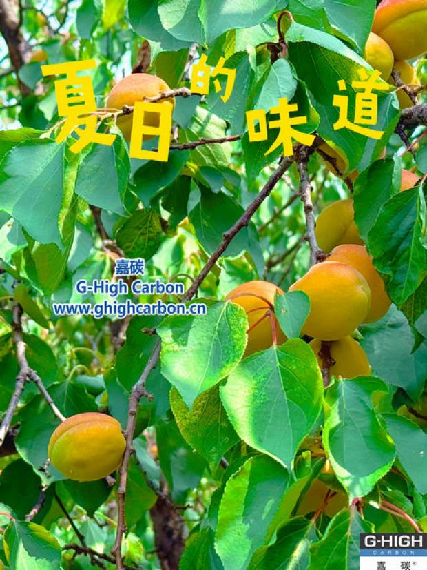 杏果滿枝時，窺見嘉碳環(huán)?！吧L力”